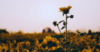 Sonnenblume-Feld-Ukraine